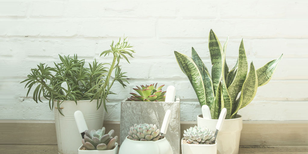 Анализатор почвы и освещенности Xiaomi Smart Flower Monitor - Измеритель минеральных веществ