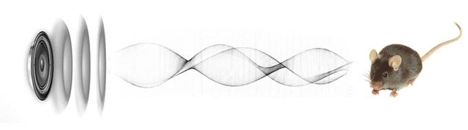 Воздействие звуковых частот отпугивателя на грызунов
