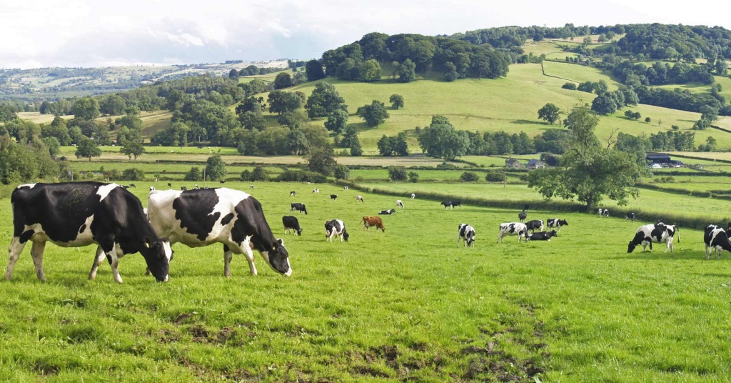 binoculars-farm-animals.jpg